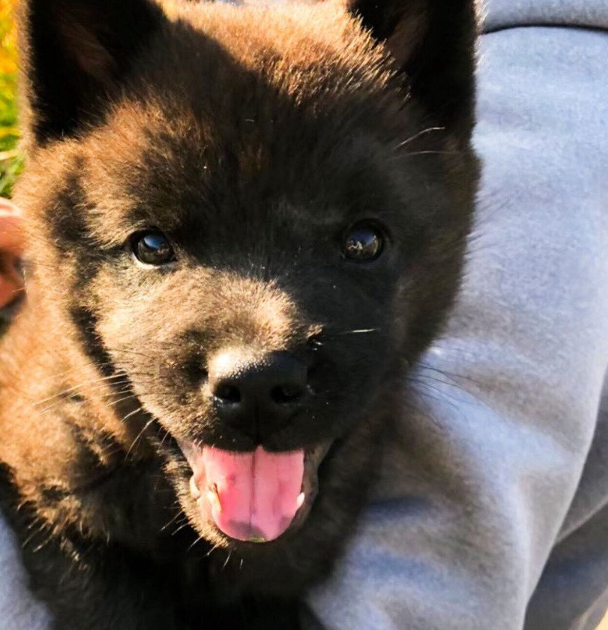 生後約2カ月のころに撮影した斬九郎くん