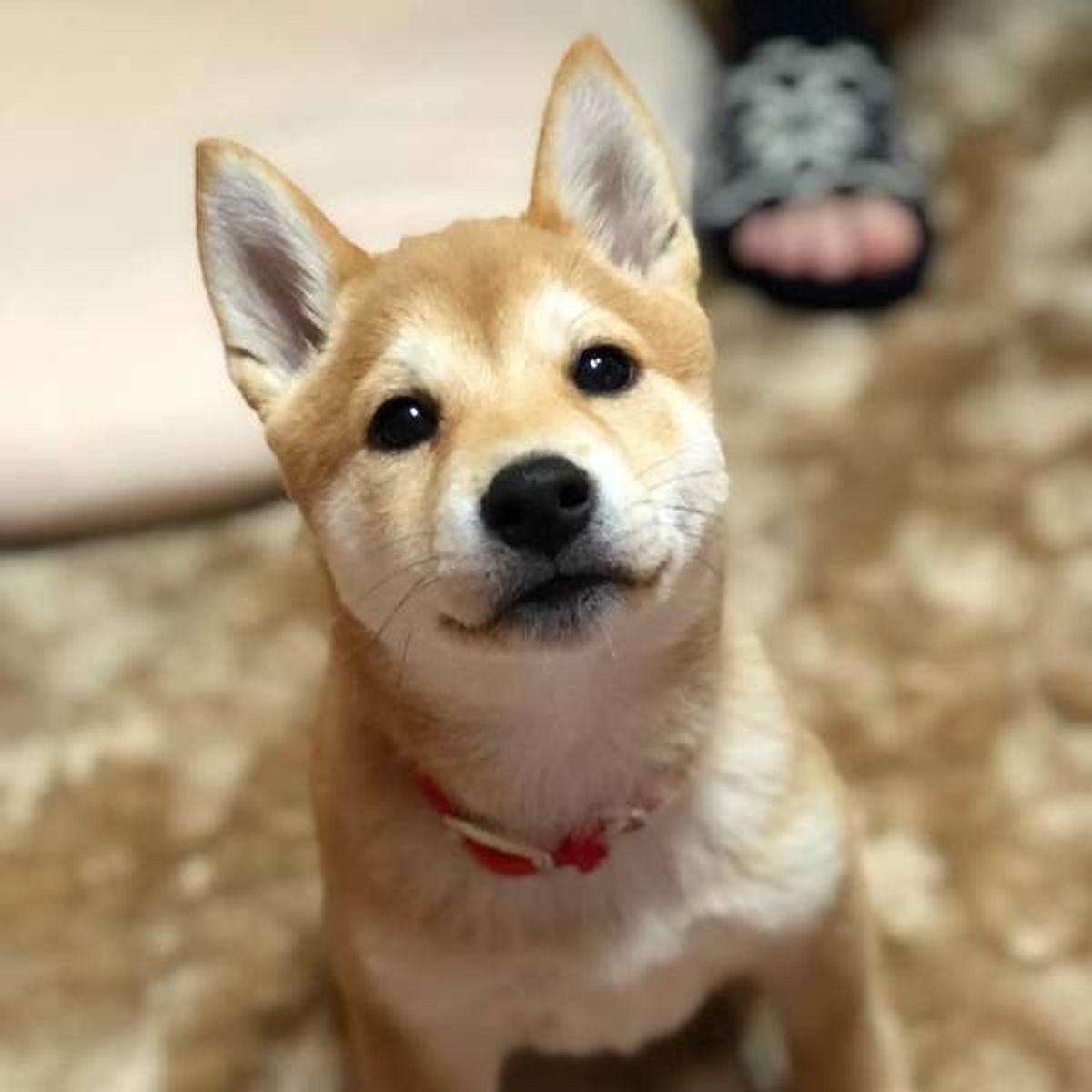 犬を飼うのにかかる費用は実は 万円 飼う前に知っておきたい基礎知識 いぬのきもちweb Magazine 犬を飼うのにかかる費用は実は 万円 飼う前に知っておきたい基礎知識 いぬのきもちweb Magazine