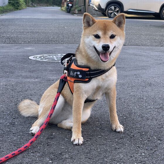 柴のあんずちゃん