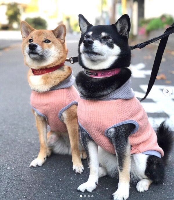 キリッとするみくちゃん、りなちゃん