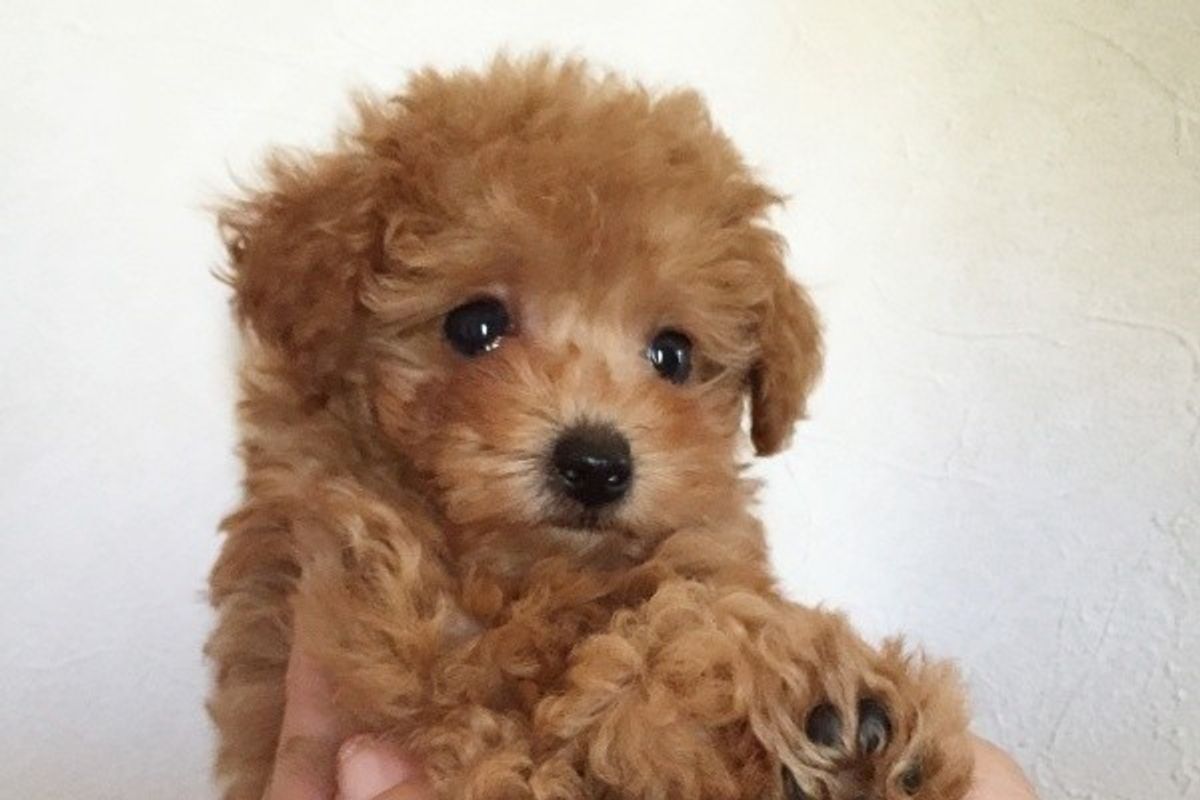 聴覚や視覚に異常をきたす可能性も 絶対ngな 犬の毛色のかけあわせ いぬのきもちweb Magazine 聴覚や視覚に異常をきたす可能性も 絶対ngな 犬の毛色のかけあわせ いぬのきもちweb Magazine