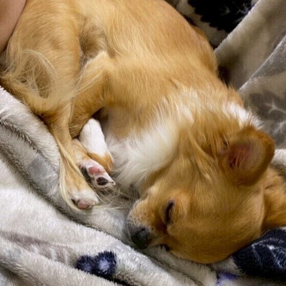 チワワのチオンちゃん♪