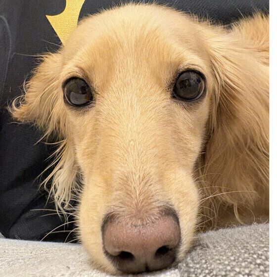 ドアップのミニチュア・ダックスフンド