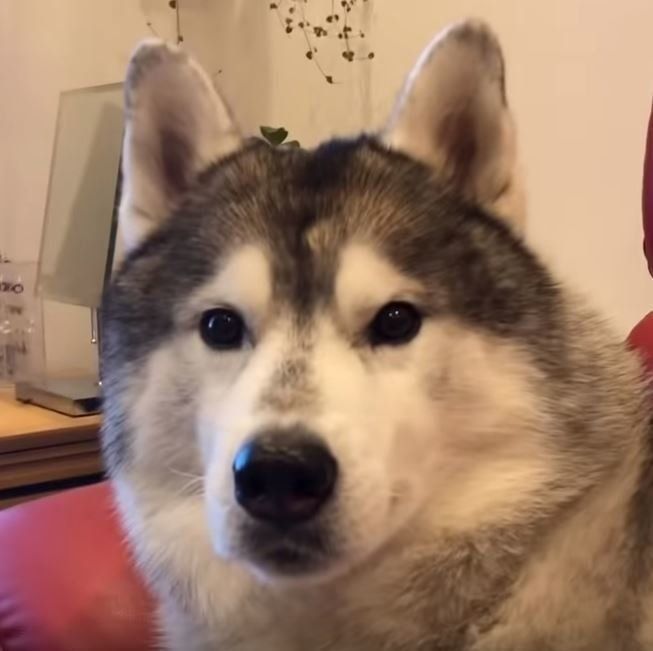 何かを見つめるシベリアン・ハスキー