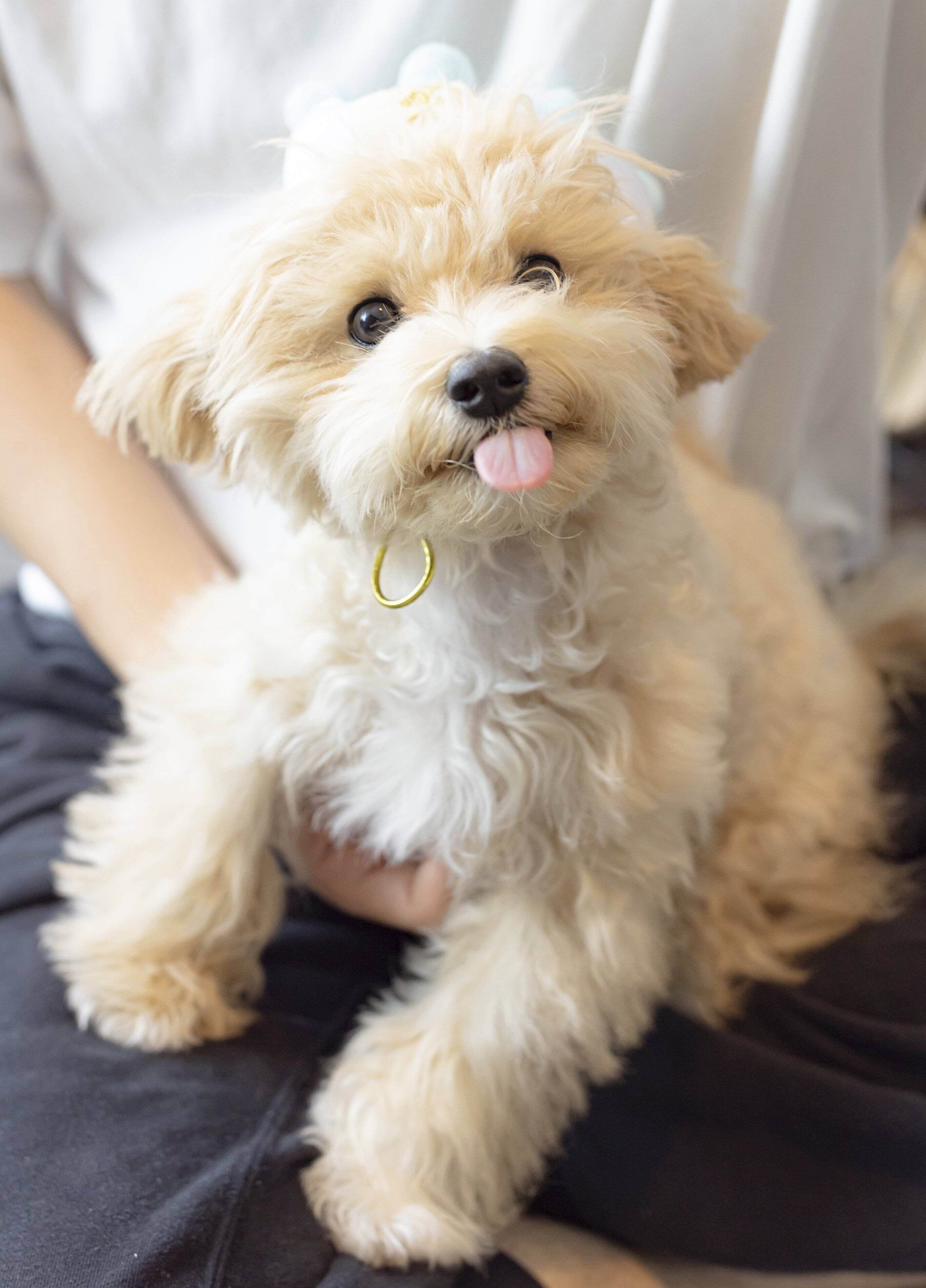 飼い主さんのひざに座るぽんくん　穏やかな表情に癒やされる