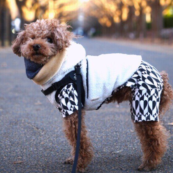 お洋服を着てお散歩中