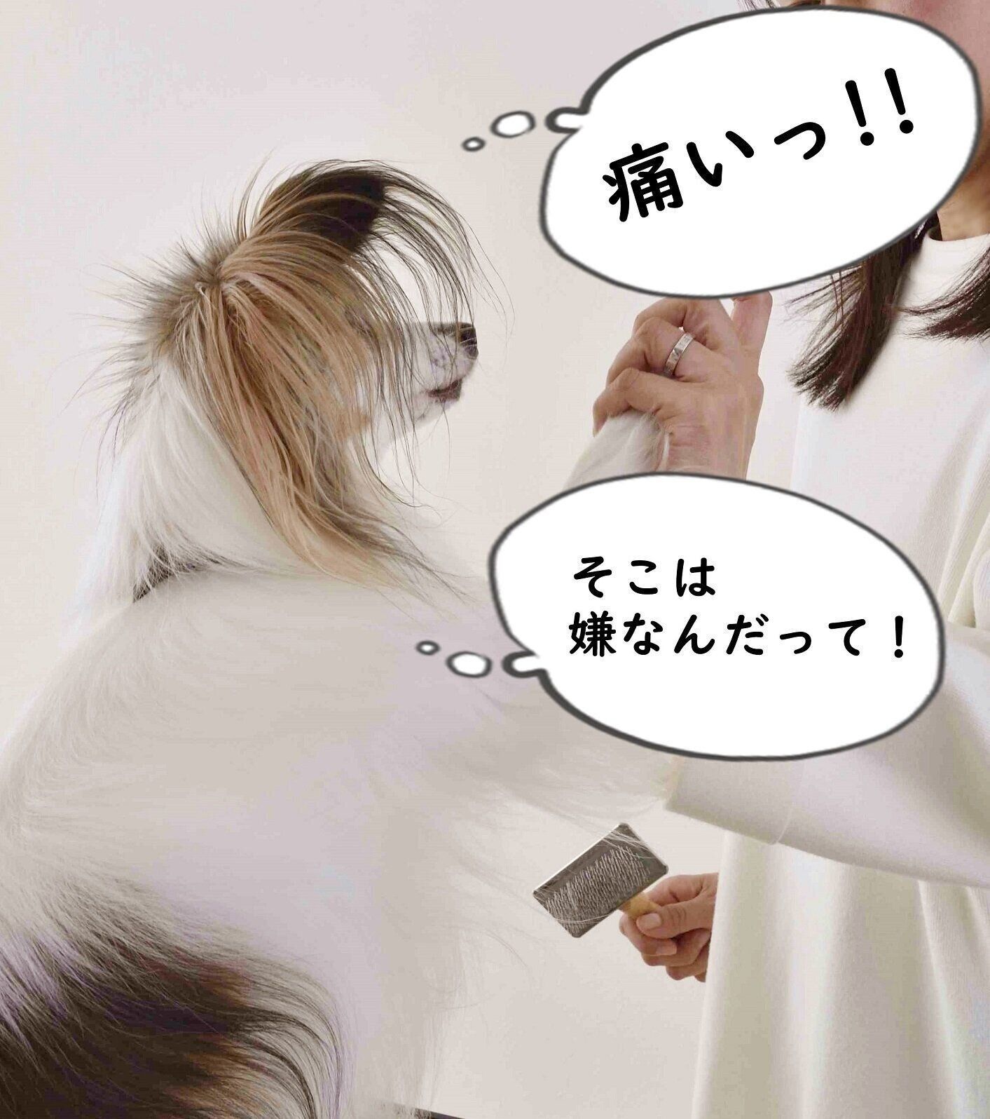 愛犬の足を高く持ち上げるのはNG！（撮影／佐藤正之）