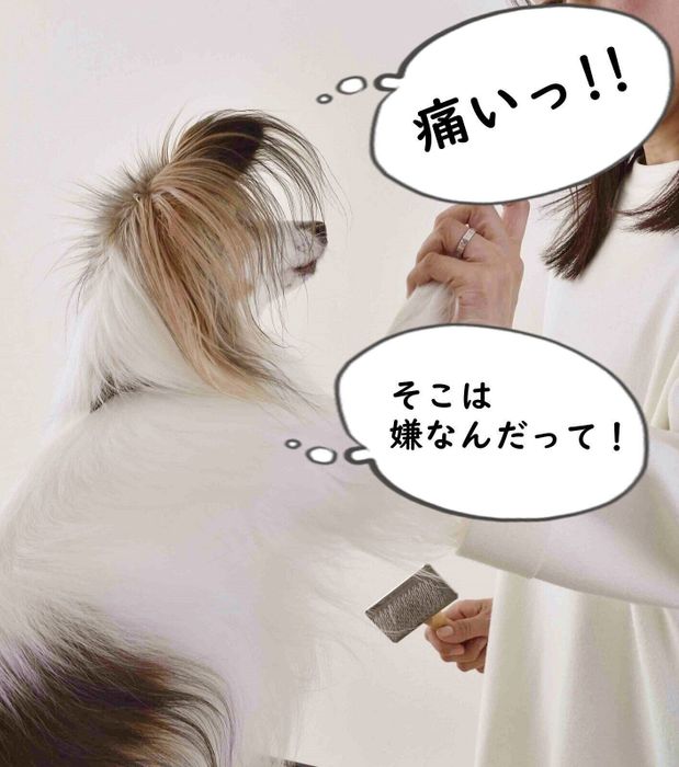 愛犬の足を高く持ち上げるのはNG!(撮影/佐藤正之)