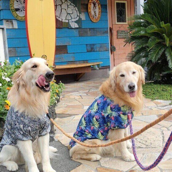 カフェの前で洋服を来てお座りをしているゴールデン・レトリーバー