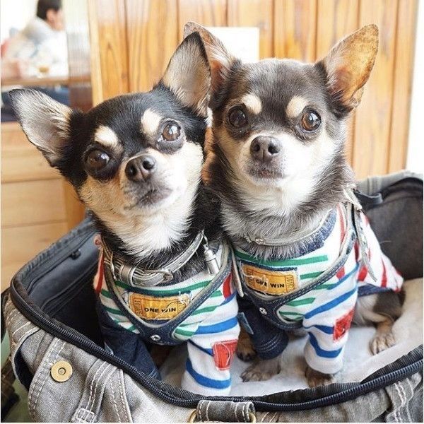 洋服着るワンコ