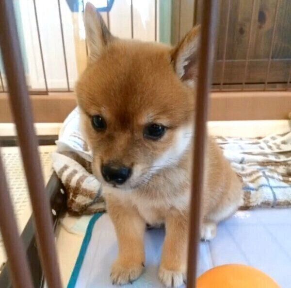 小鹿時代のにこちゃん