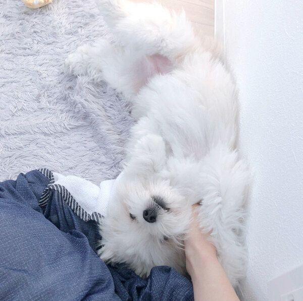 寝転がるぽんたくん