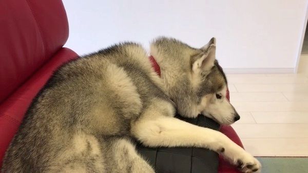 眠るシベリアン・ハスキー
