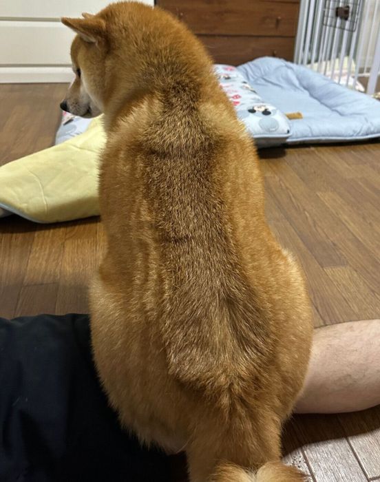 飼い主さんの足に座るそらまめくん