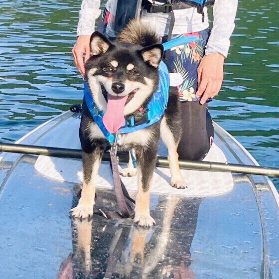 SUPを楽しむ柴犬