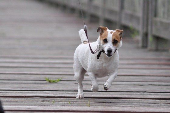 走るコニーちゃん