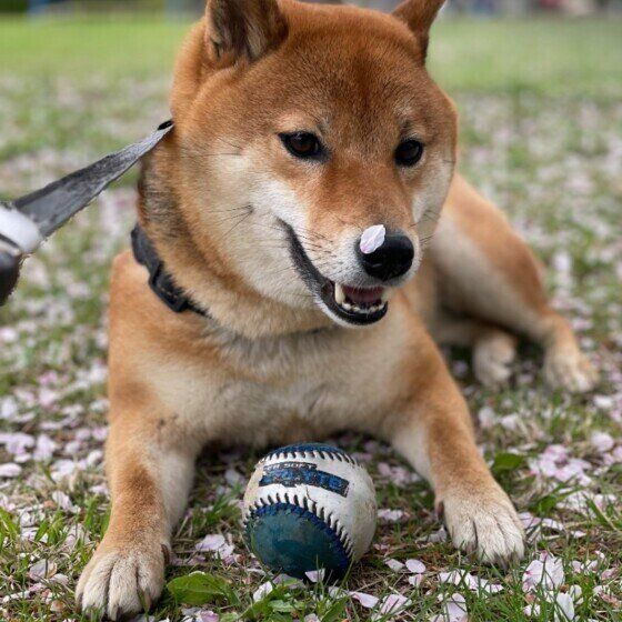 鼻に桜の花びらがついた柴