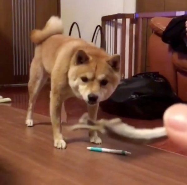 豆柴の豆千代くん