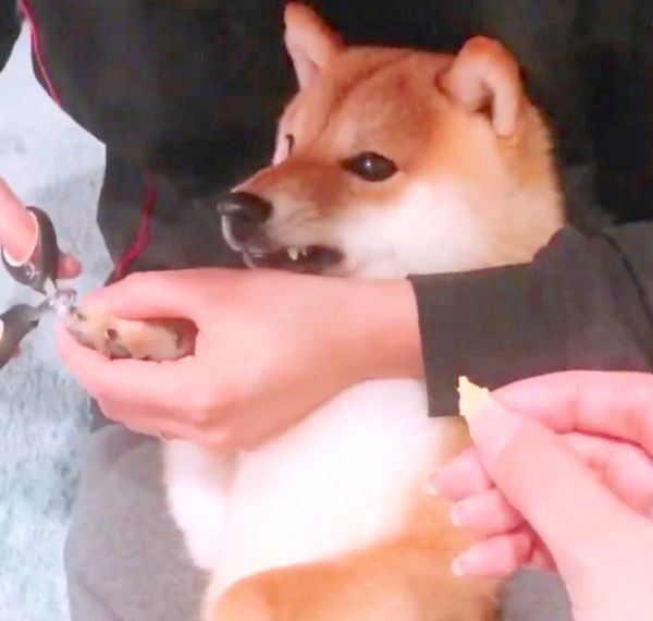 爪を切られるちくわちゃん