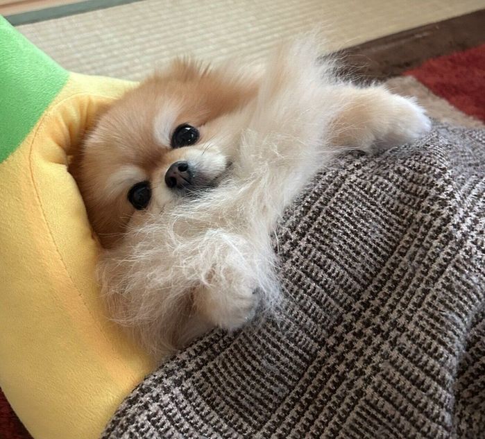 バナナベッドでまったりするいぶきちゃん