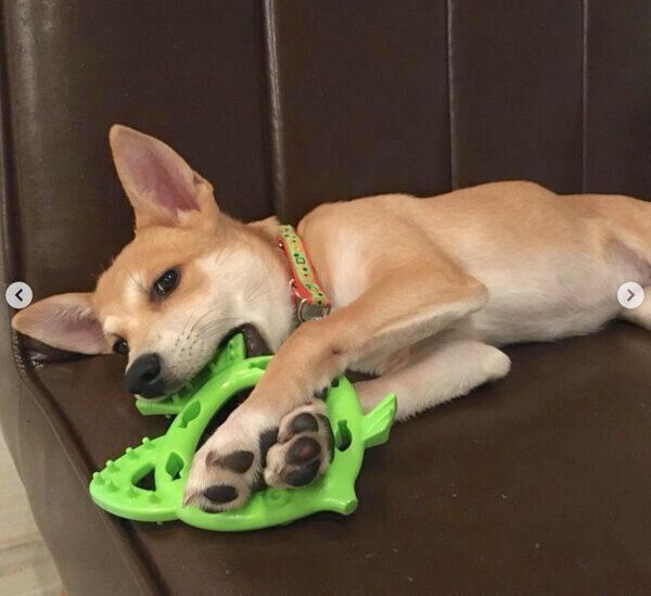 おもちゃで遊ぶくるみちゃん