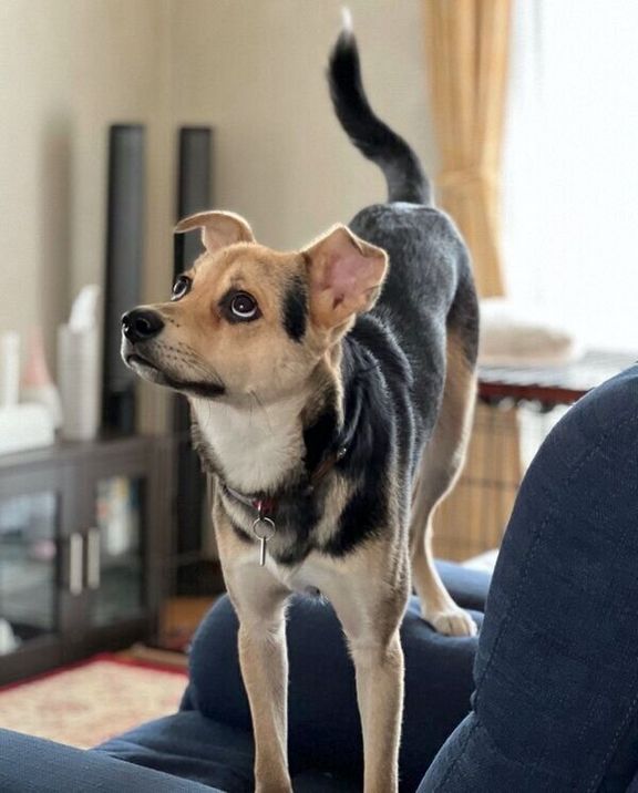 ソファに登るこのちゃん