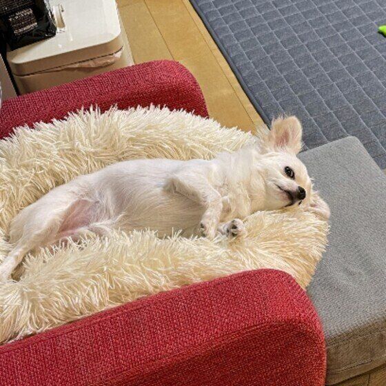 チワワのぽんずくん