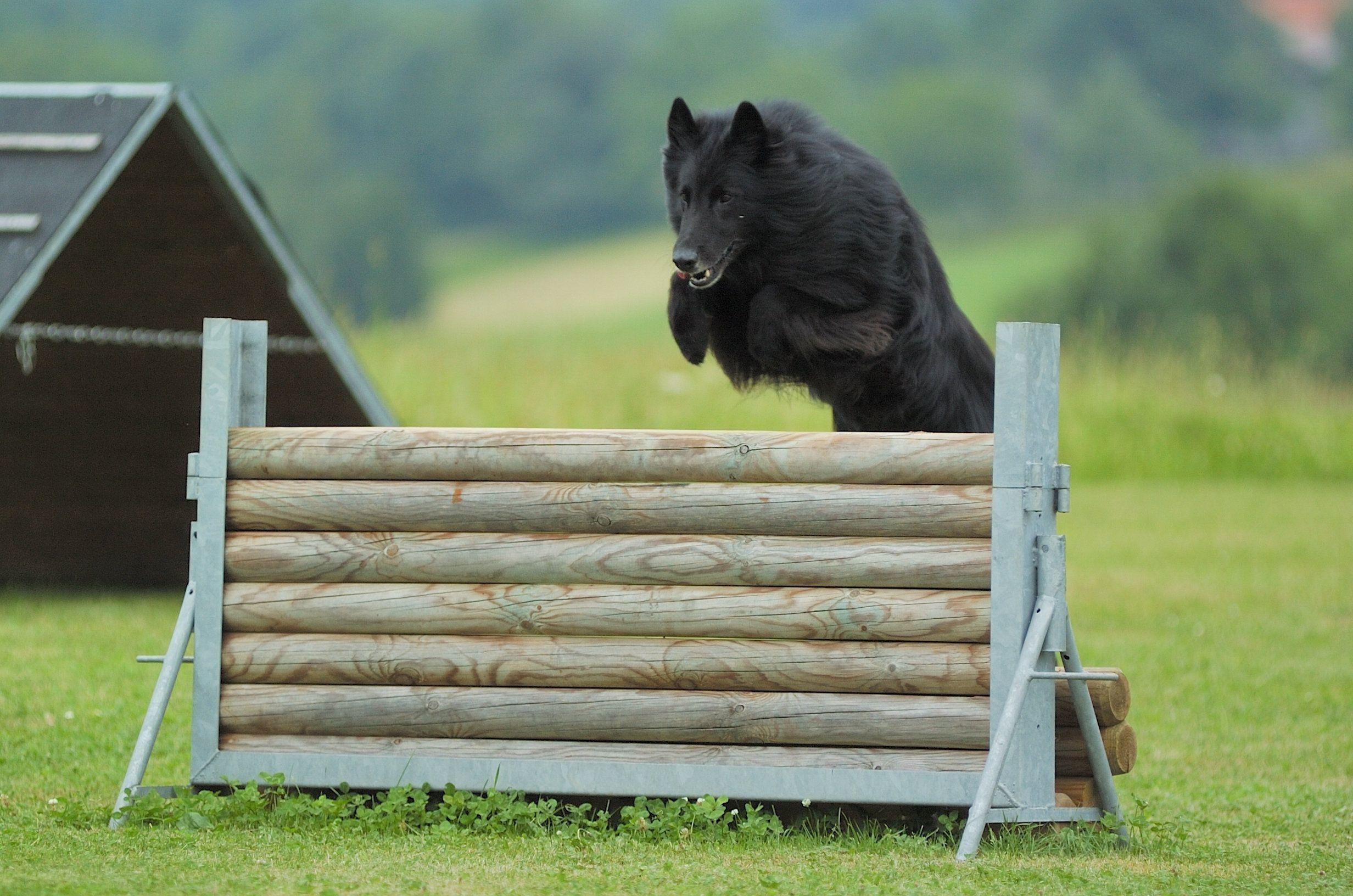 ベルジアン・シェパード・ドッグ・グローネンダール
