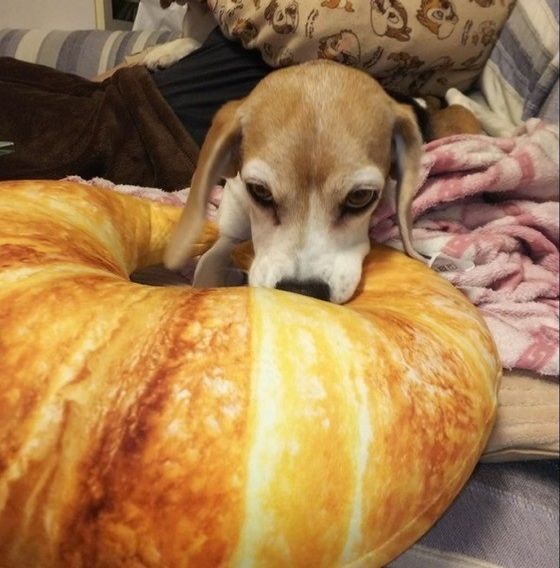 クッションでくつろぐビーグル