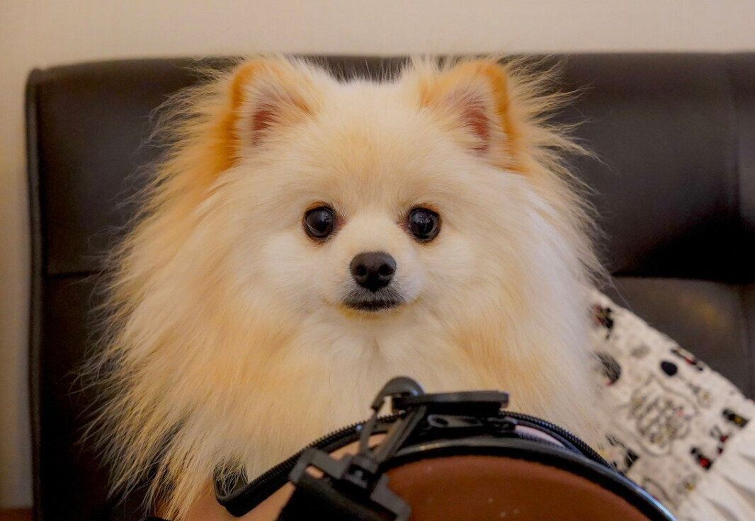 キャリーバッグに入るキャラくん