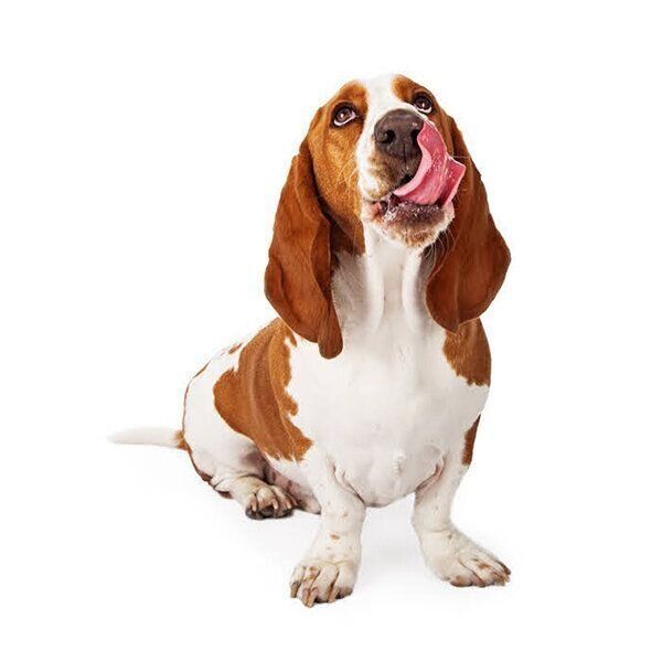 口元をなめる犬