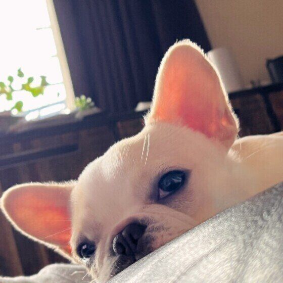 フレンチ・ブルドッグ