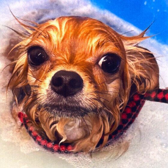 犬のシャンプーで最適なお湯の温度は？ 犬の体に負担をかけないシャンプーの仕方 いぬのきもち