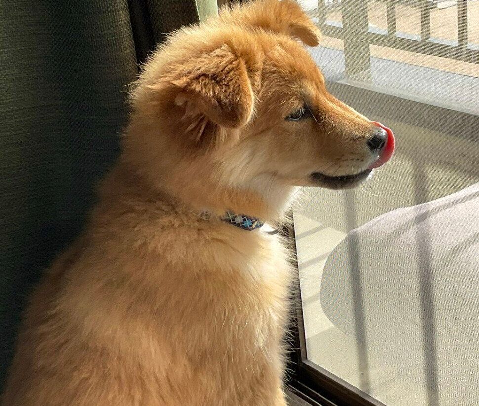 外を眺めるシルビアちゃん