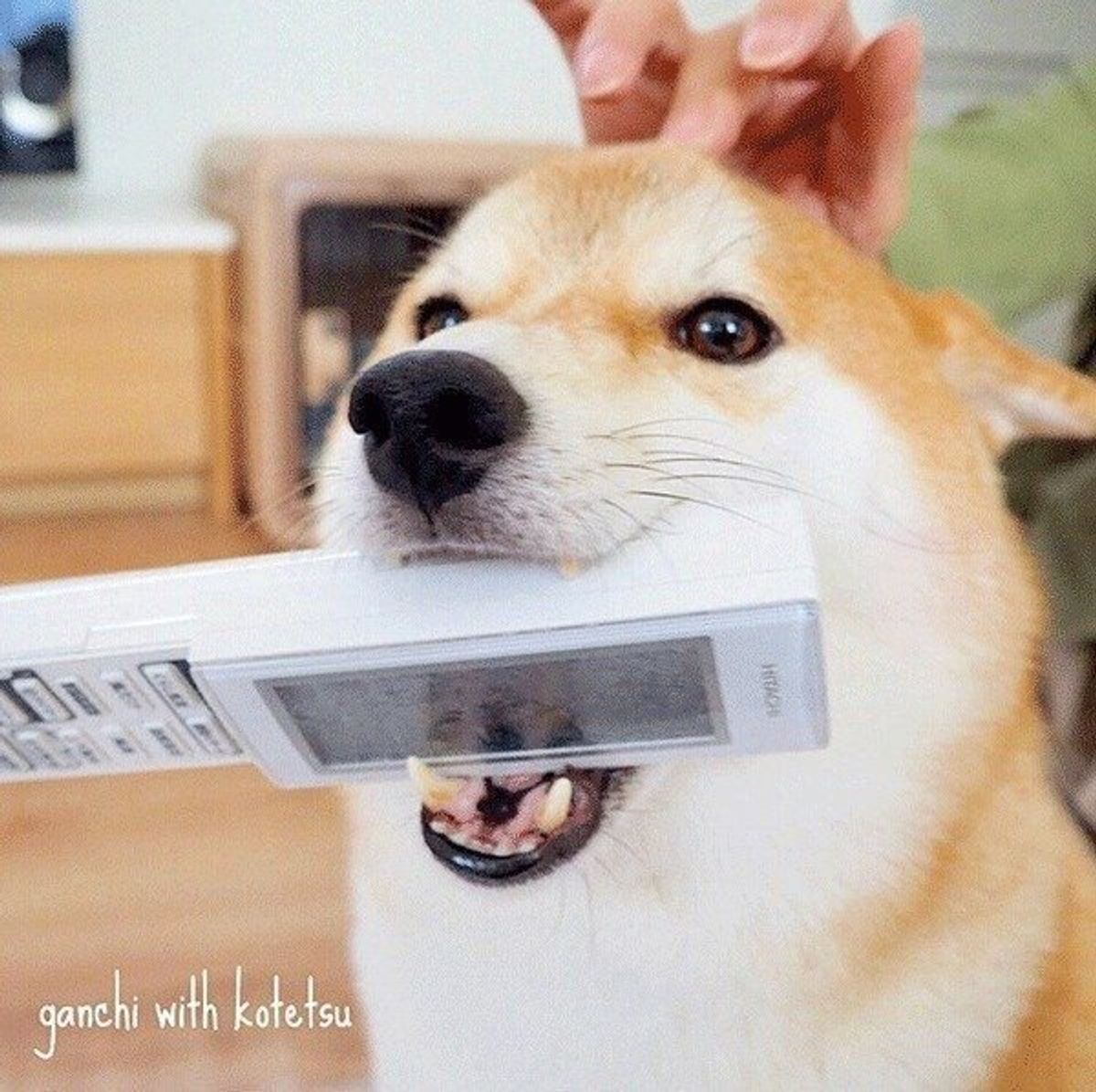 健気に気持ちを伝えようとするところ 特別企画 いぬのここが好き を語ろう いぬのきもちweb Magazine 健気に気持ちを伝えようとするところ 特別企画 いぬのここが好き を語ろう いぬのきもちweb Magazine