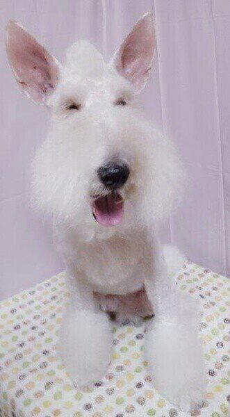 ワイアー・フォックス・テリア