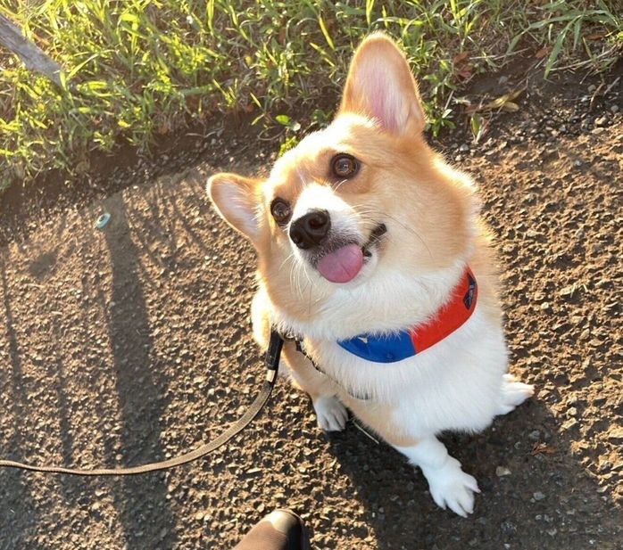 散歩するぷるたすちゃん