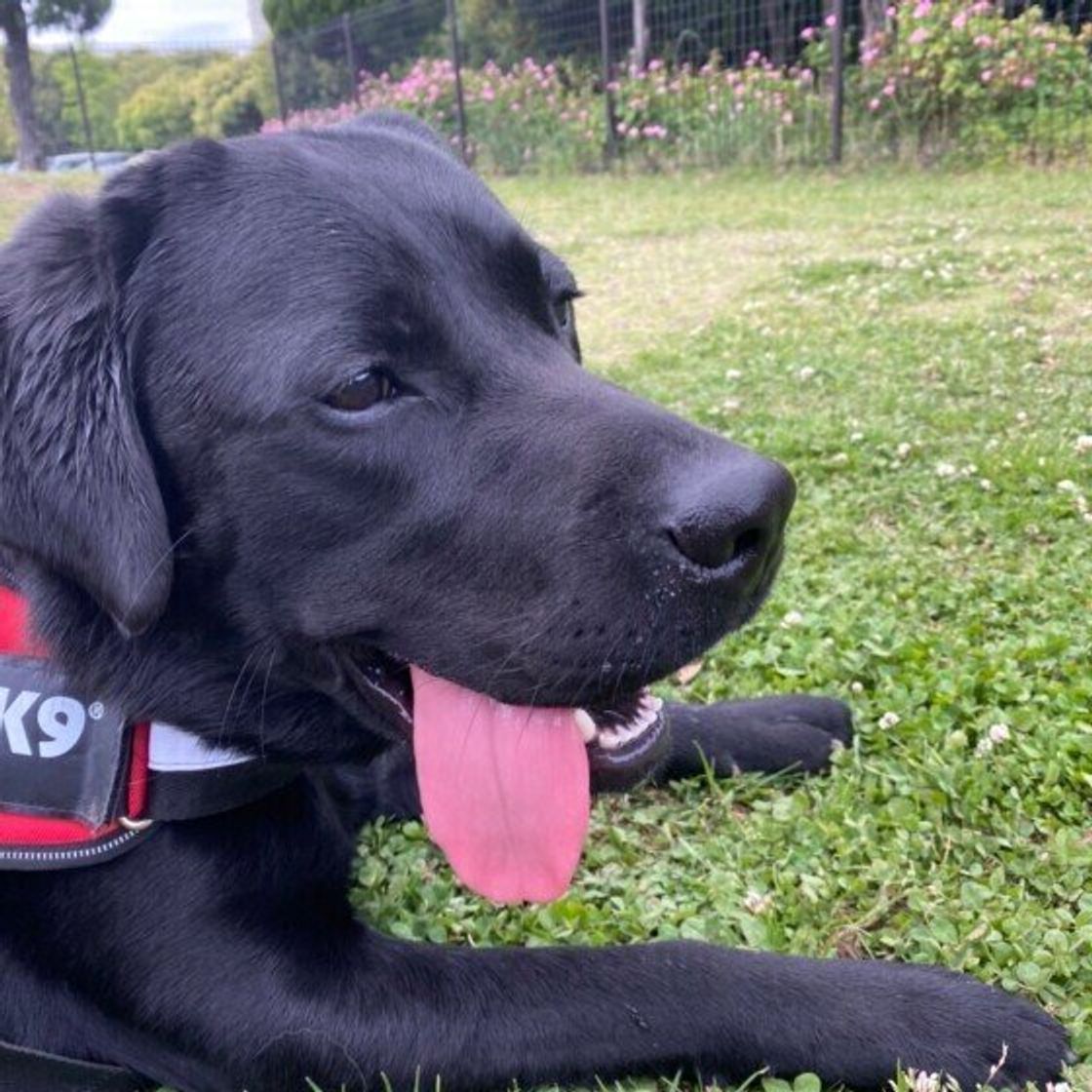 犬が散歩中に突然立ち止まる なぜ 散歩拒否 しやすい犬には4つの傾向も 獣医師解説 いぬのきもちweb Magazine 犬が散歩中に突然立ち止まる なぜ 散歩拒否 しやすい犬には4つの傾向も 獣医師解説 いぬのきもちweb Magazine