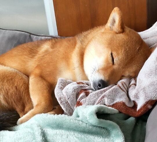 気持ちよさそうに眠る福くん