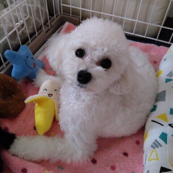 トイ・プードルのプリンちゃん