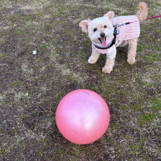 15才のシニア犬、大きなボールで楽しむ姿にほっこり！
