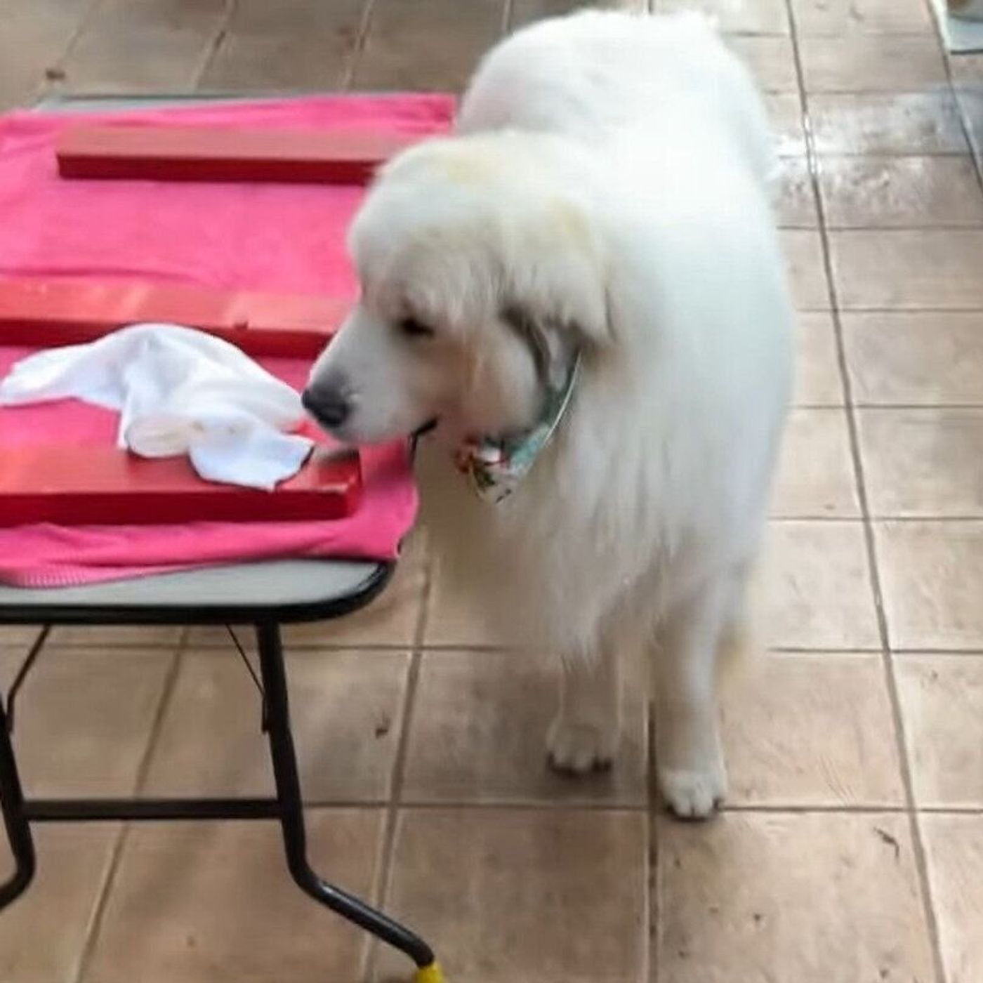 お散歩なんて興味はないけど 置いて行かれるのは嫌 な大型犬 いぬのきもちweb Magazine お散歩なんて興味はないけど 置いて行かれるのは嫌 な大型犬 いぬのきもちweb Magazine