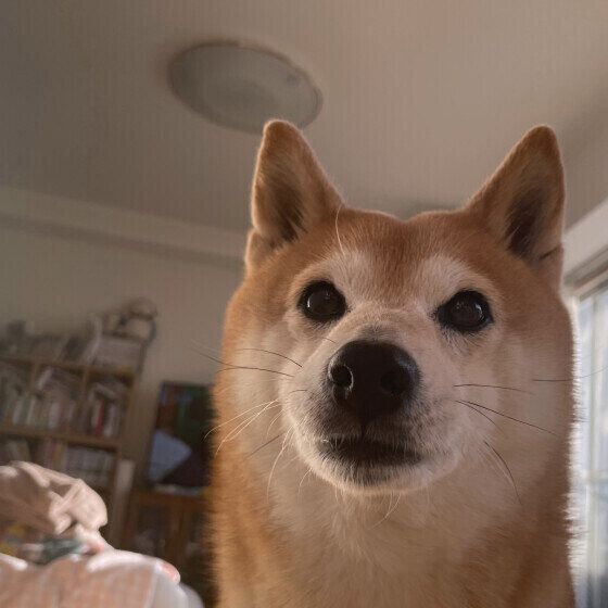 起こしにくるこまめちゃん