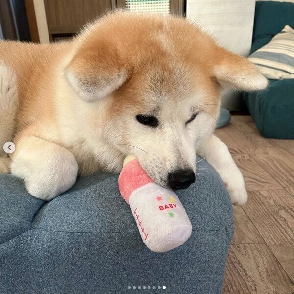 おもちゃで遊ぶらいちゃん