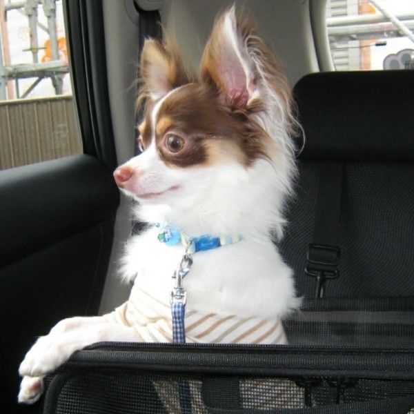 ドライブに行くチワワ