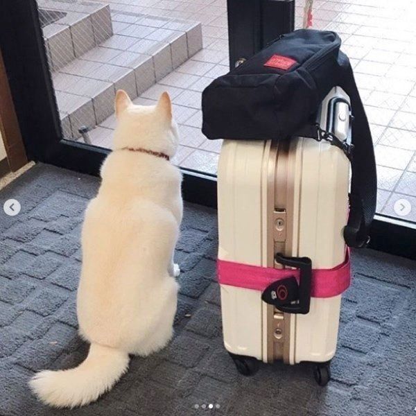 白柴のきなこちゃん