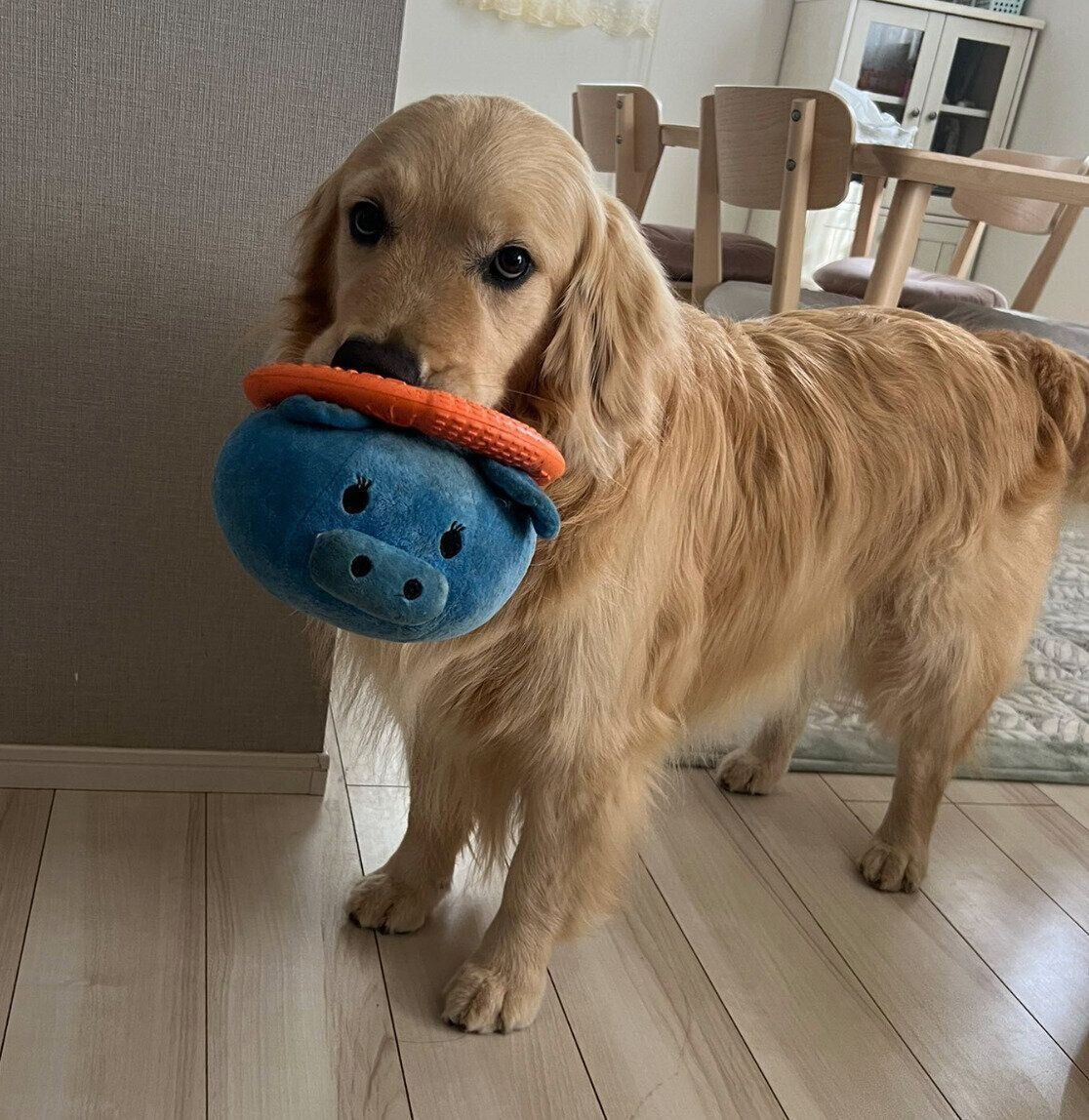 ぬいぐるみとおもちゃをくわえるいなりくん