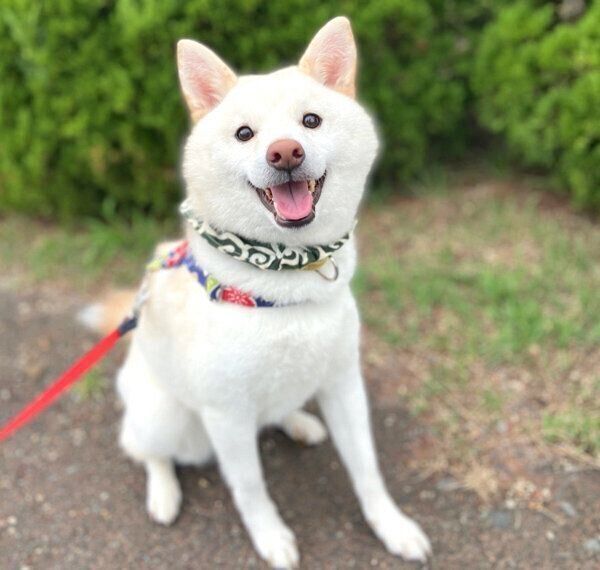 笑顔のたおるくん