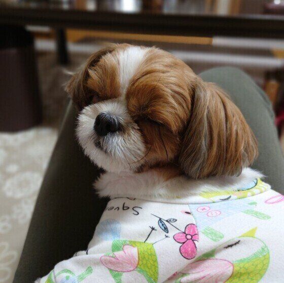 犬が突然 寝落ち するのはなぜ 気になる理由 注意点を獣医師に聞いた いぬのきもちweb Magazine