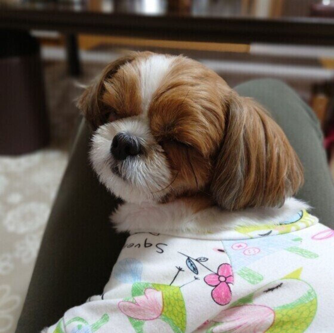 犬が突然 寝落ち するのはなぜ 気になる理由 注意点を獣医師に聞いた いぬのきもちweb Magazine 犬が突然 寝落ち するのはなぜ 気になる理由 注意点を獣医師に聞いた いぬのきもちweb Magazine